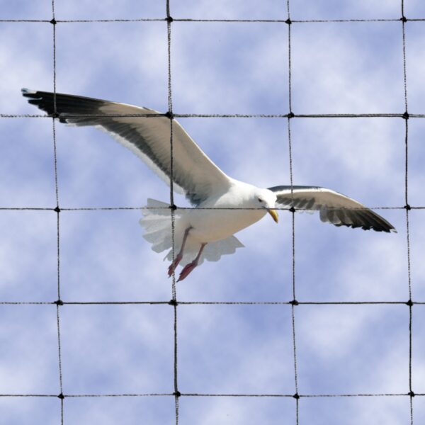 2'' Black Bird Net: 50 x75 feet - Bird Repellent - Image 2