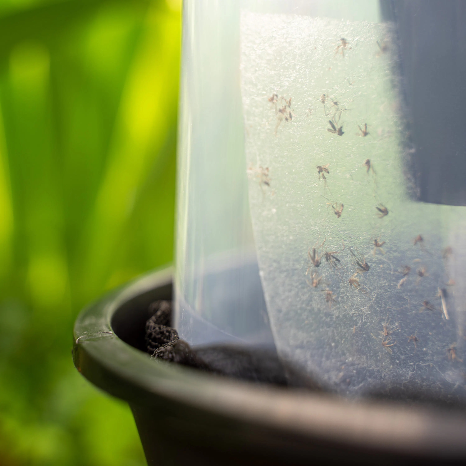 BG-GAT Outdoor Tiger Mosquito Trap (2x) - Mosquito Control