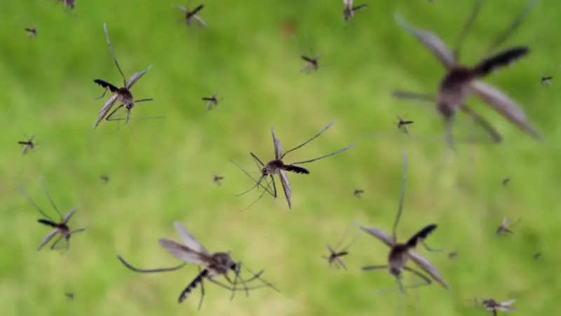 mosquitoes
