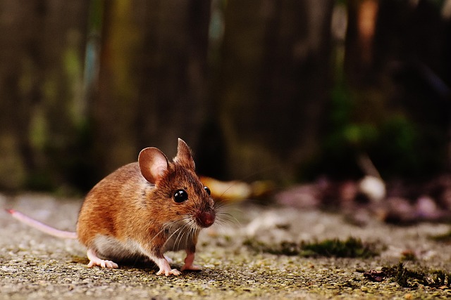 rodent control services