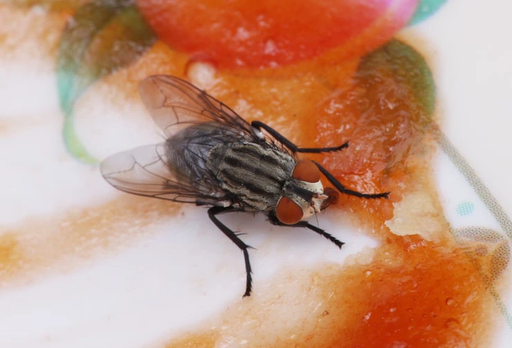 flies