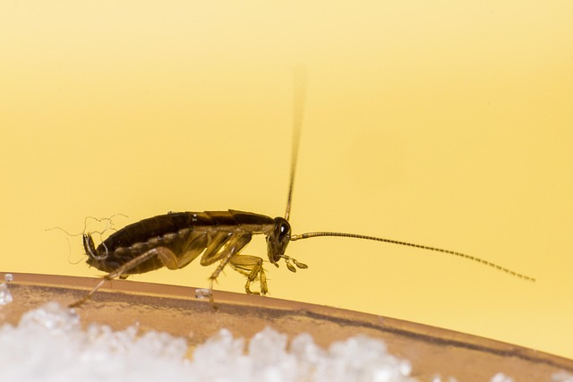 How to Keep Your Qatar Apartment Cockroach-Free All Year Round